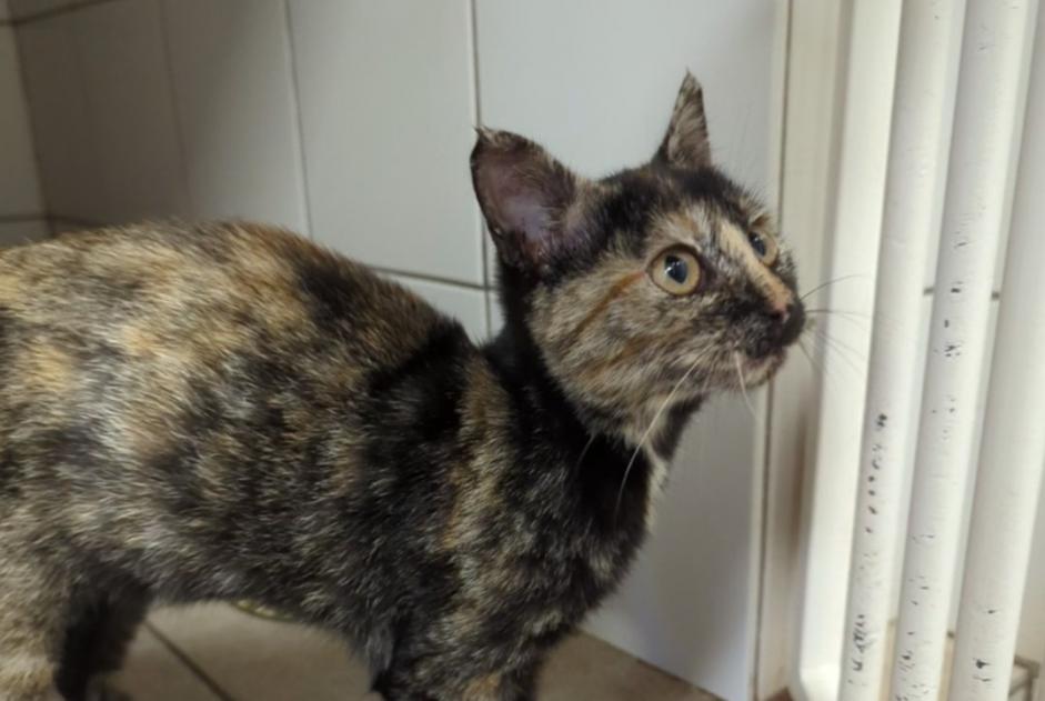 Discovery alert Cat  Female , Between 4 and 6 months Bezaumont France