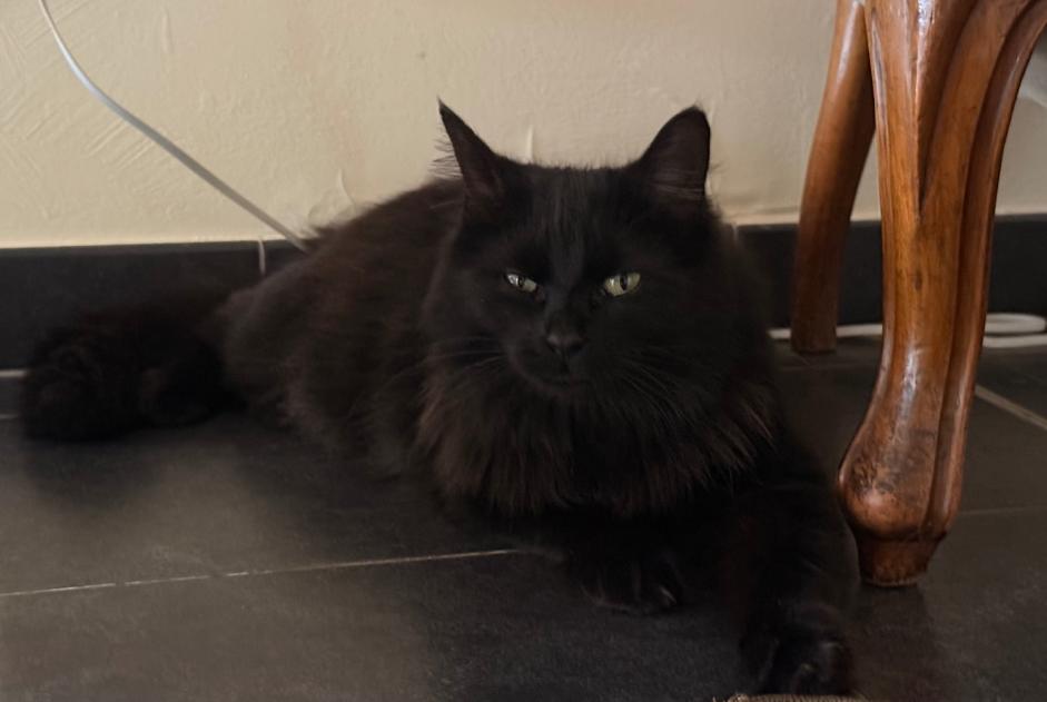 Disappearance alert Cat miscegenation Female , 2 years Saint-Nicolas-de-Port France