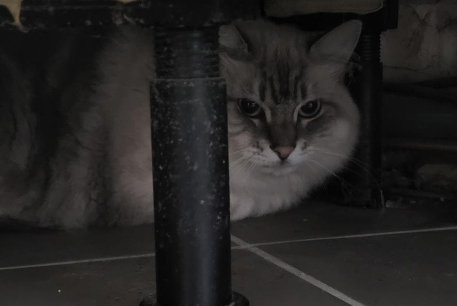 Alerta de Hallazgo Gato Desconocido Malzéville Francia Alerta de Hallazgo Gato Desconocido Malzéville Francia