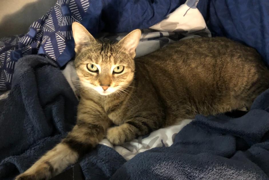 Alerte Disparition Chat croisement Femelle , 5 ans Bagnoles de l'Orne Normandie France