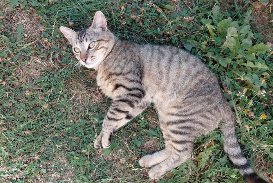 Alerte Découverte Chat Mâle Plerneuf France Alerte Découverte Chat Mâle Plerneuf France