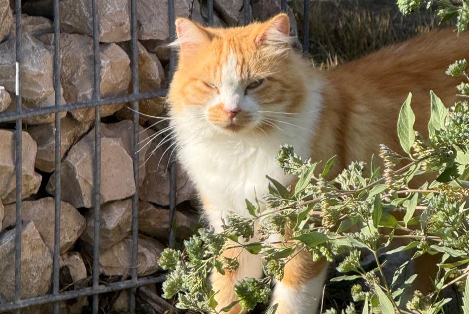 Alerte Découverte Chat Inconnu , 1 année Solaize France