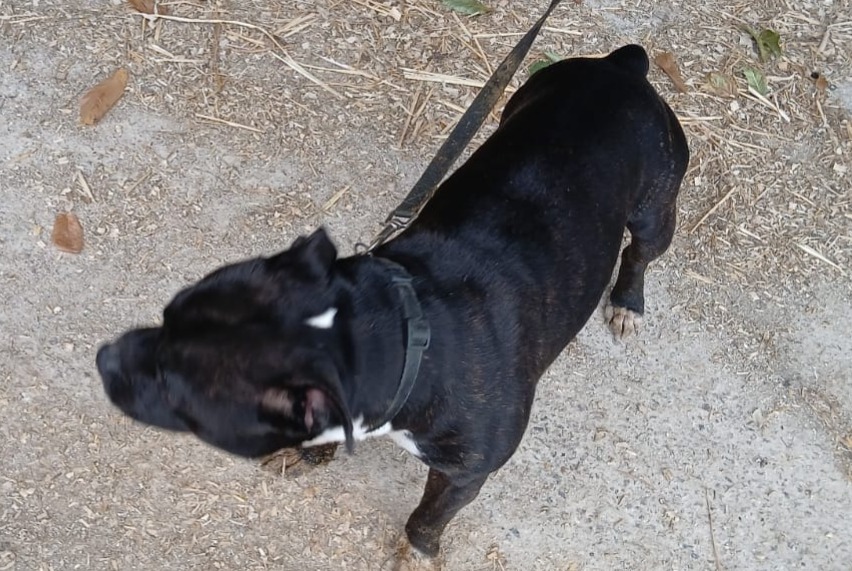 Alerte Découverte Chien Inconnu Vimartin-sur-Orthe France