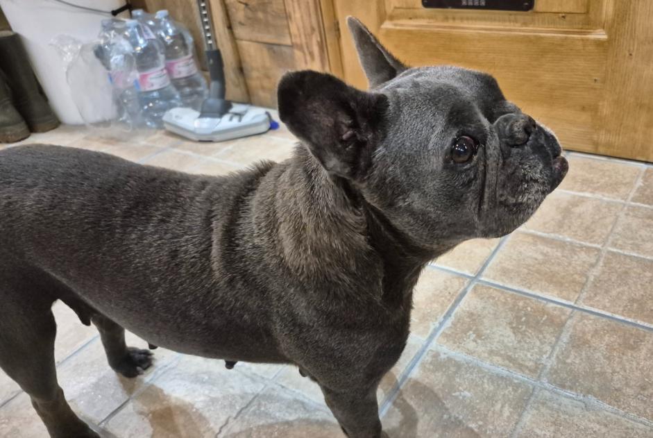 Alerte Découverte Chien  Femelle Latour-de-Carol France