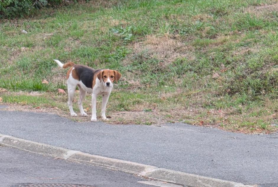 Alerte Découverte Chien Femelle Parigné-l'Évêque France Alerte Découverte Chien Femelle Parigné-l'Évêque France