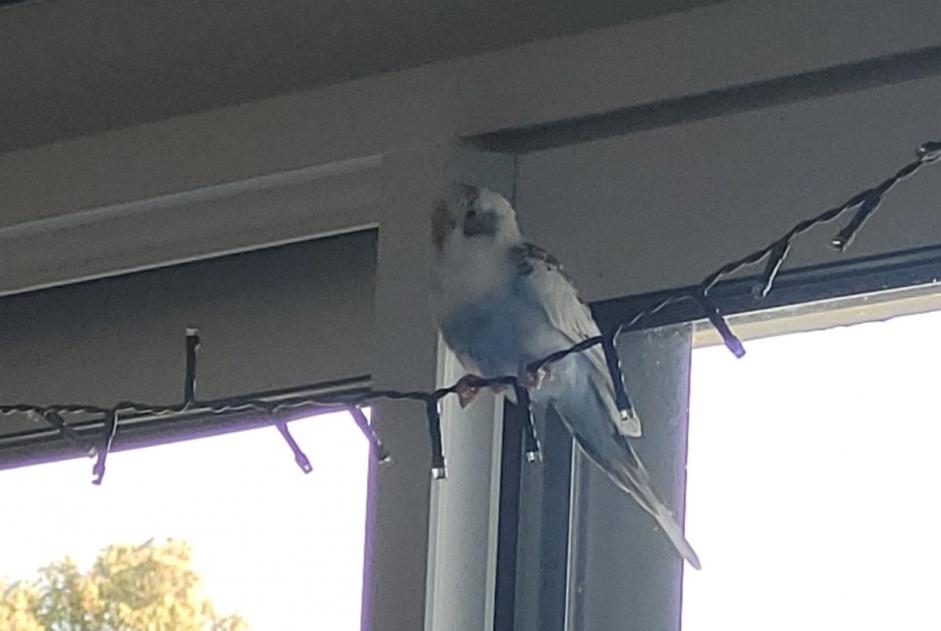 Alerte Découverte Oiseau Inconnu Oudon France