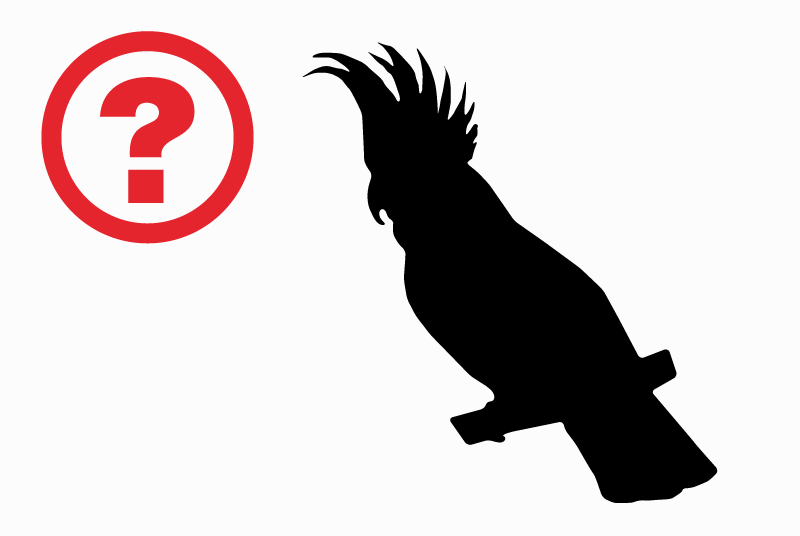 Alerte Découverte Oiseau Inconnu La Gonfrière France