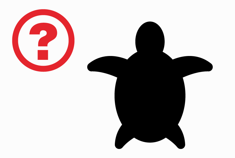 Alerte Disparition Tortue Mâle , 2026 ans Pontchâteau France