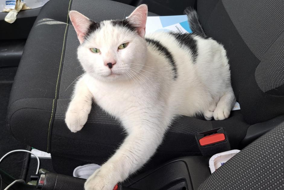 Avviso Ritrovamento Gatto incrocio di razze Maschio Caen Francia