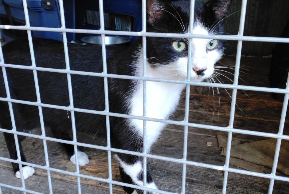Alerta descoberta Gato  Macho Feneu France